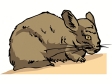 chinchilla2.gif