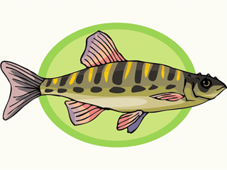 fish147.gif