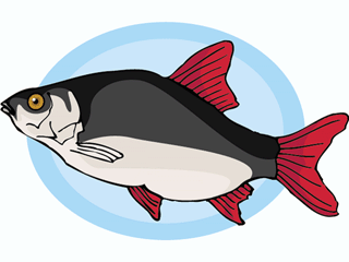 fish153.gif