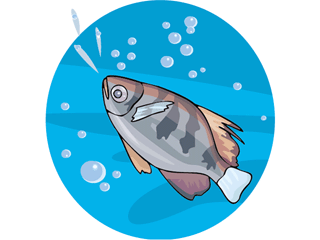 fish58.gif