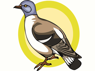 bird82.gif