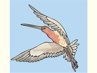 godwit.gif