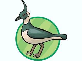 lapwing.gif