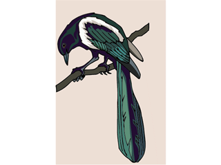 magpie.gif