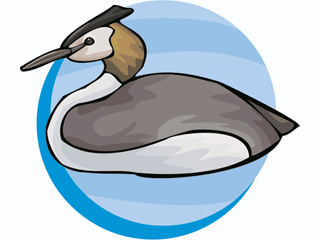 tippetgrebe.gif