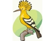 hoopoe.gif