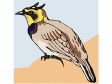 hornedlark2.gif