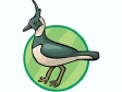 lapwing.gif