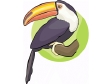 toucan.gif