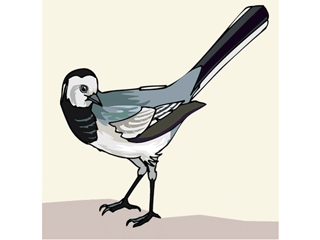 whitewagtail.gif