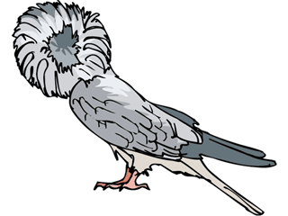 wigdove.gif