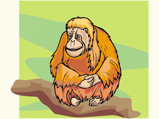 monkey11.gif