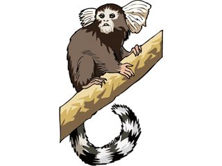 tamarin2.gif