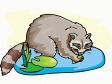 raccoon4.gif