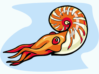 ammonite2.gif