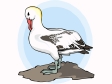 bird108.gif