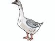 goose2.gif