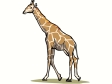 giraffe6.gif