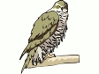 hawk4.gif