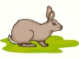 rabbit10.gif