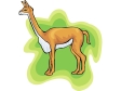 vicuna.gif