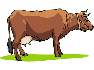 cow3.gif