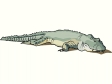 alligator7.gif