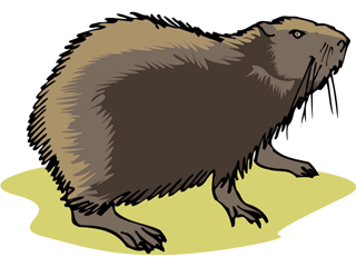 coypu.gif