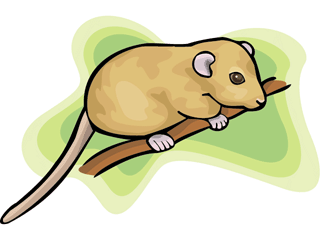 dormouse.gif