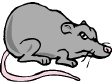 RAT01.gif