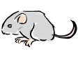 littlemouse.gif