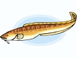 fish80.gif