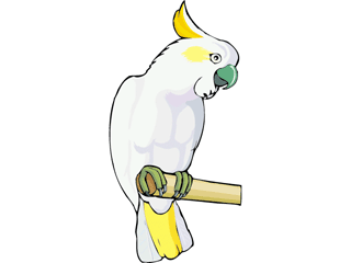 cockatoo.gif