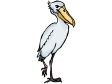 pelican2.gif