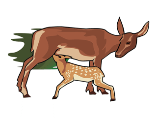 deer2.gif