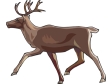 deer3.gif