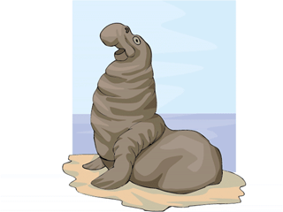 elephantseal.gif