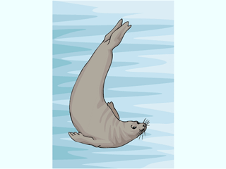 furseal4.gif