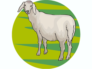 ewe2.gif