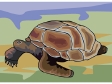 gianttortoise.gif