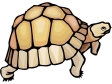 turtle10.gif