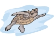 turtle18.gif