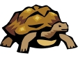 turtle6.gif