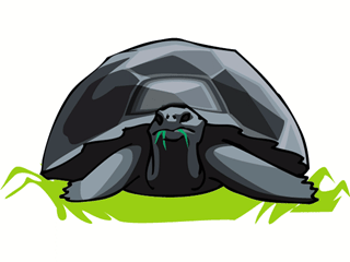 turtle8.gif