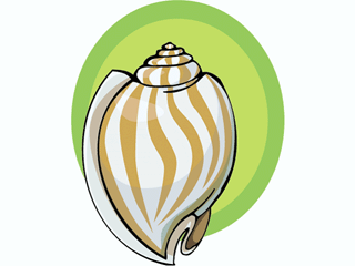 mollusca4.gif