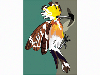 hoopoe2.gif