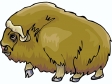 muskox.gif