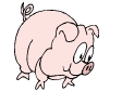 PIG02.gif