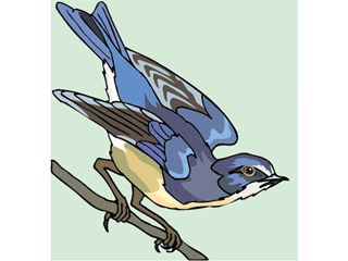 bluetail.gif