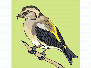 crossbill.gif